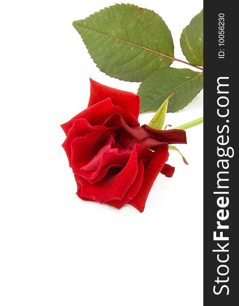 Red Rose On White Background