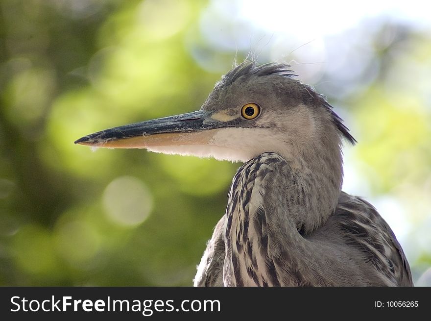 Great blue heron head shot with blurred background