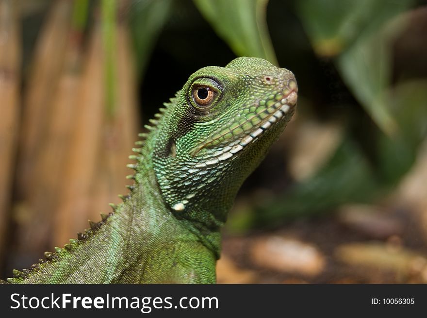 Colorful portrait of an iguana