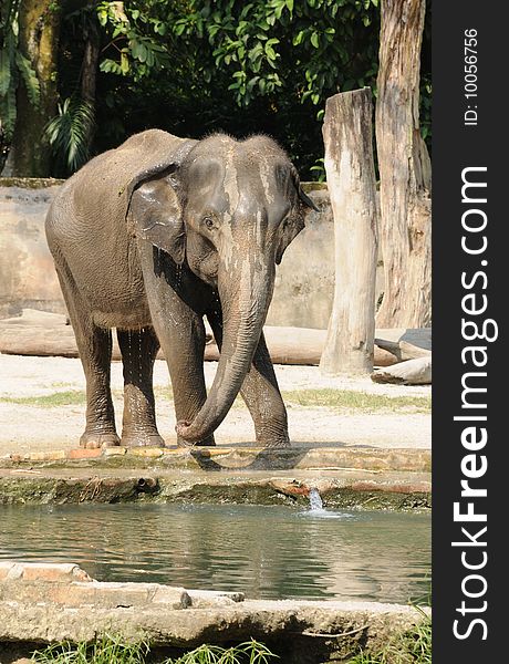 The young elephant shower in the zoo