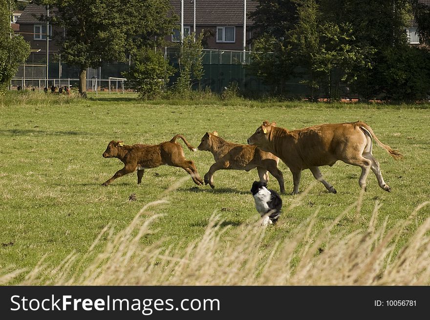 Running cow and calfs organized by a dog in a fresh meadow