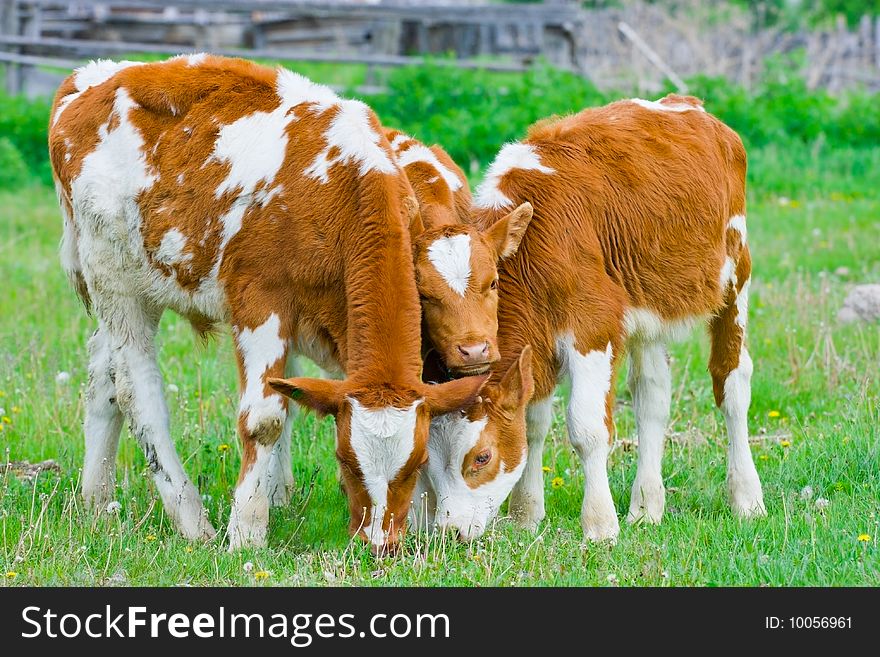 Three calf feeding on a lawn