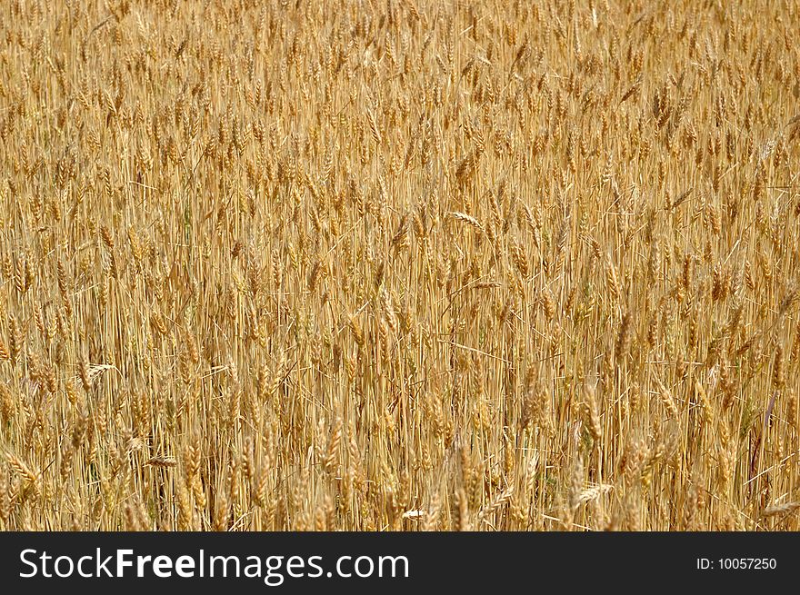 Golden Wheat in summer - background. Golden Wheat in summer - background