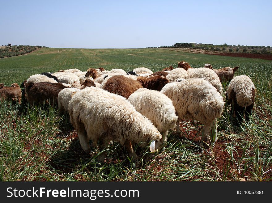 Sheep grazing in the rural areas of Jordan