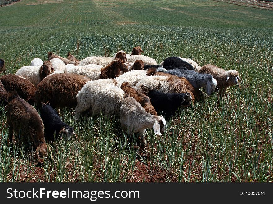 Sheep grazing in the rural areas of Jordan