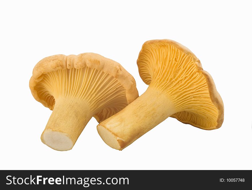 Chanterelle mushrooms isolated on a white background