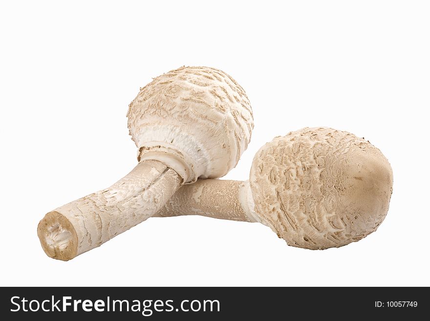 Two edible mushrooms(Macrolepiota rhacodes) isolated on white background