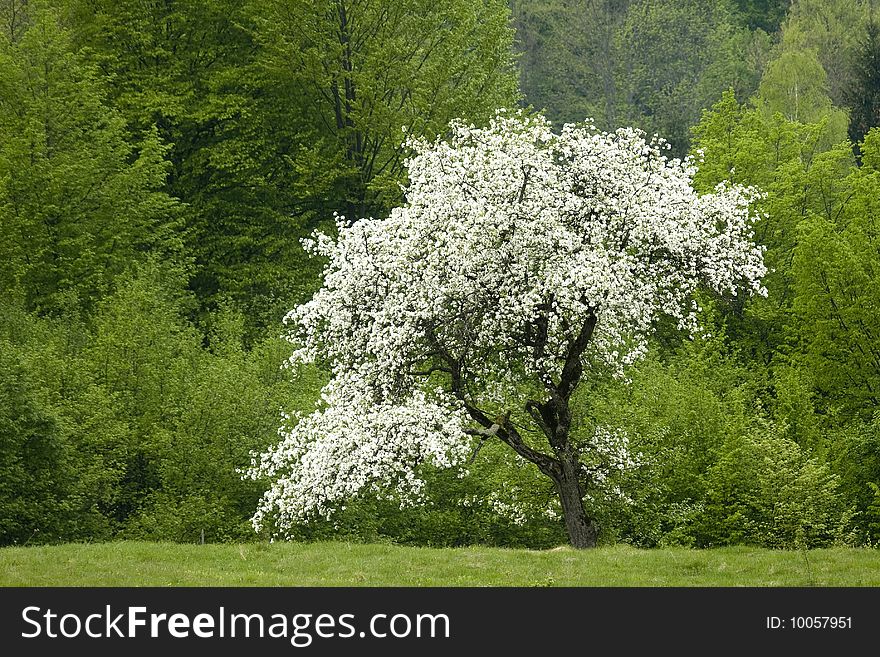 Lonely tree with a white flower. Lonely tree with a white flower