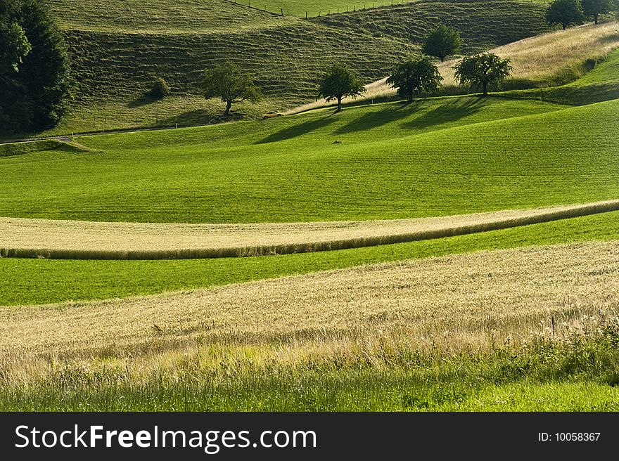 Landscape in rural area portraying wheat fields and grass meadows. Landscape in rural area portraying wheat fields and grass meadows