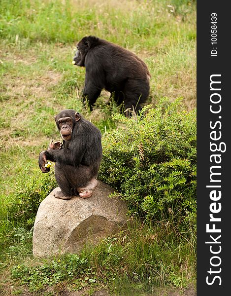 A chimp and a gorilla in a safari park. A chimp and a gorilla in a safari park