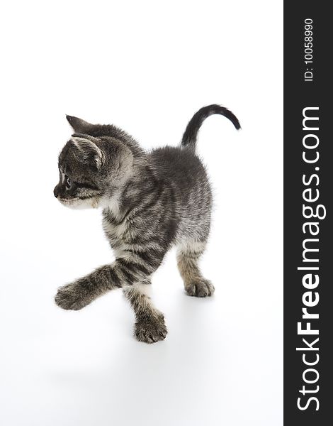 Gray Tabby kitten on a white background lifts his paw to swat the air. Gray Tabby kitten on a white background lifts his paw to swat the air.