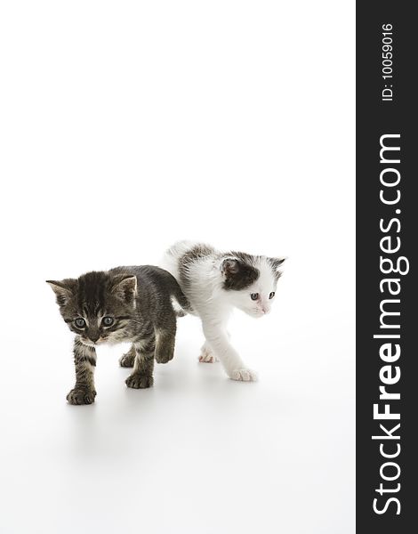 Two kittens, one a Tabby the other a Calico, on a white background walking towards the camera. Two kittens, one a Tabby the other a Calico, on a white background walking towards the camera.