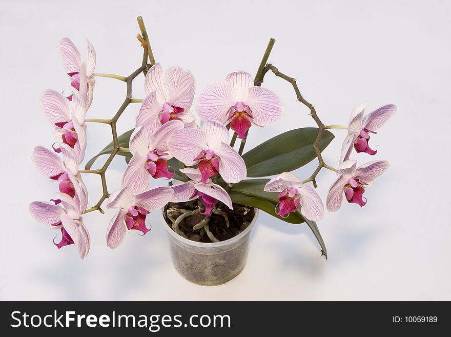 Orchid with Flower white and viola. Orchid with Flower white and viola