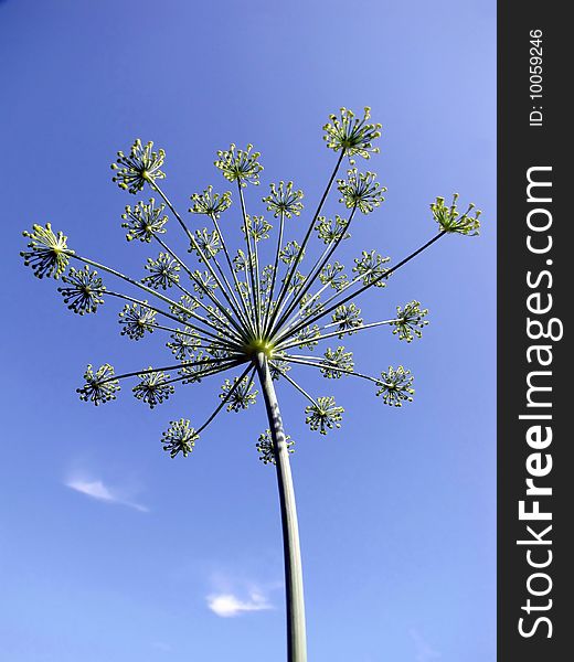 A blooming dill on a blue sky background