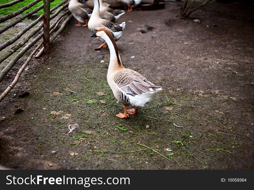Beautiful goose on a farm together other geese