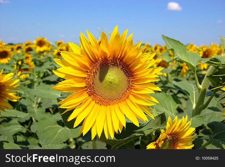 A sunflower field in the sunny day. A sunflower field in the sunny day