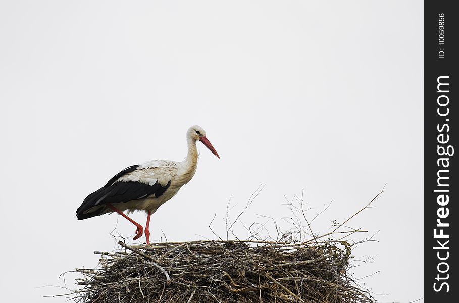 Stork In The Nest