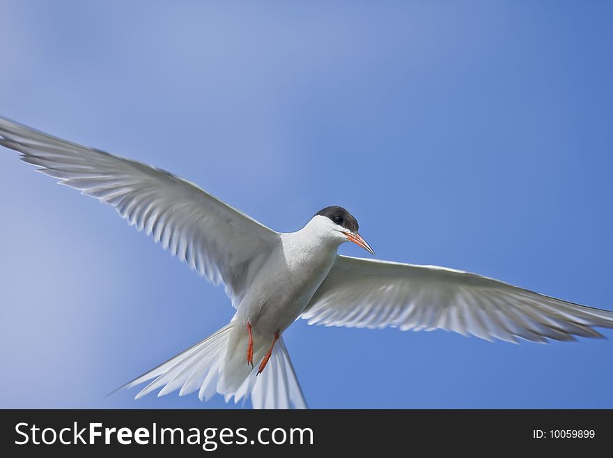 River tern in flight against a background of blue sky