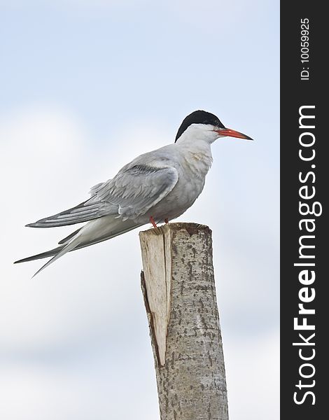 River tern on a column on the background of blue sky