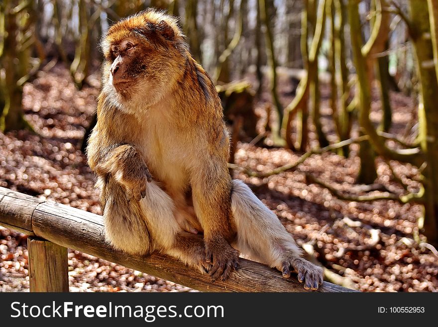 Macaque, Fauna, Mammal, Wildlife