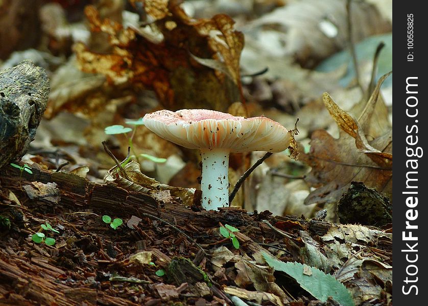 Fungus, Mushroom, Medicinal Mushroom, Agaricaceae