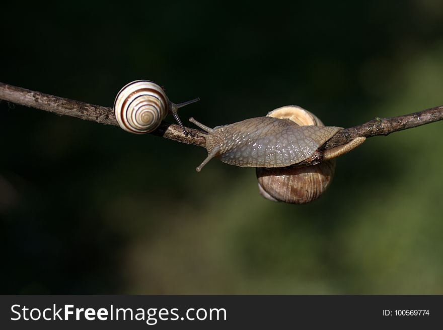 Snail, Snails And Slugs, Molluscs, Invertebrate