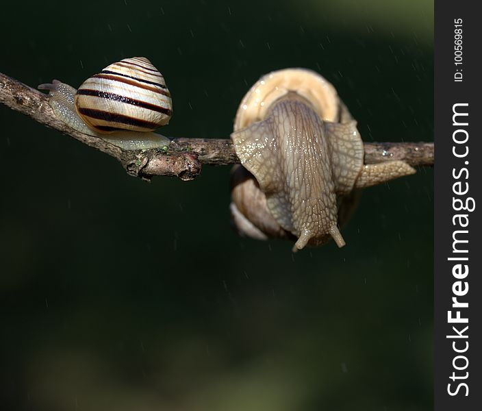 Snails And Slugs, Snail, Molluscs, Fauna