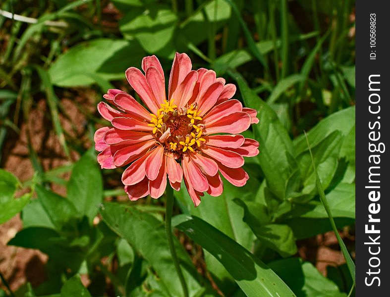 Flower, Flora, Plant, Annual Plant