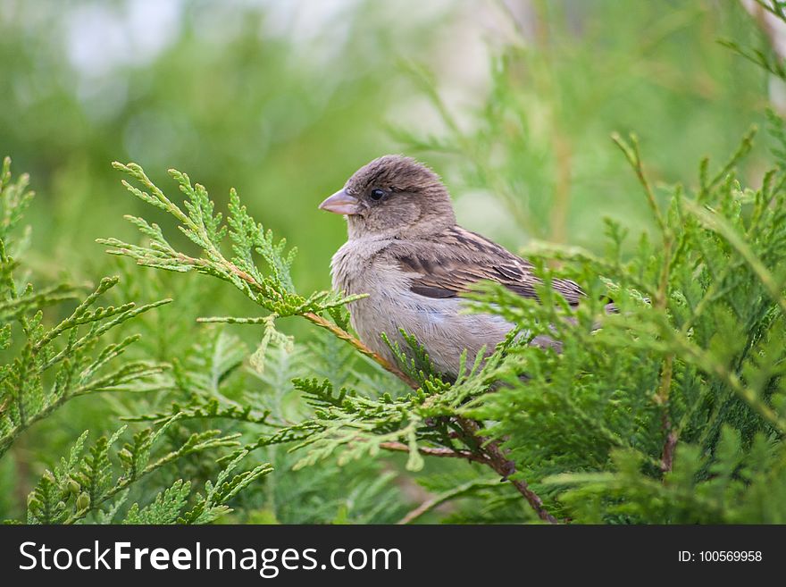 Bird, Fauna, Beak, Sparrow