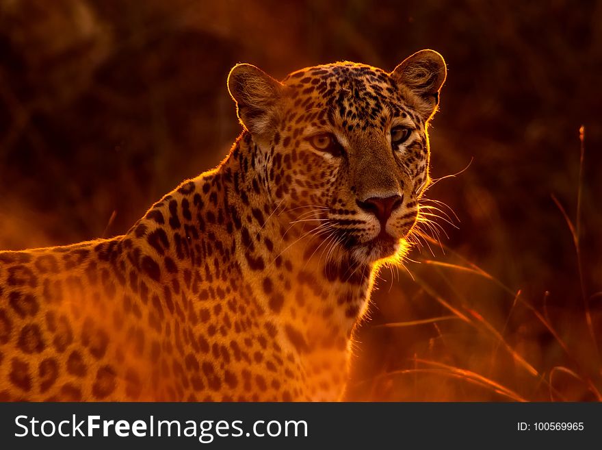 Leopard, Wildlife, Terrestrial Animal, Mammal