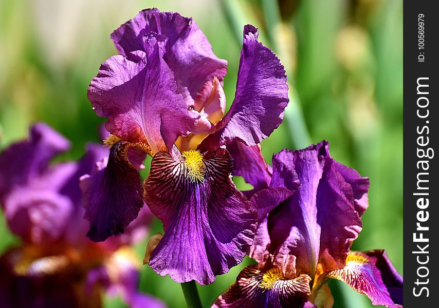 Flower, Plant, Flowering Plant, Purple