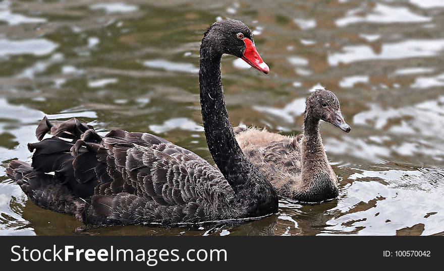 Black Swan, Water Bird, Ducks Geese And Swans, Bird