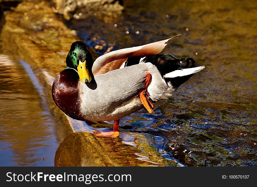 Duck, Bird, Water, Water Bird