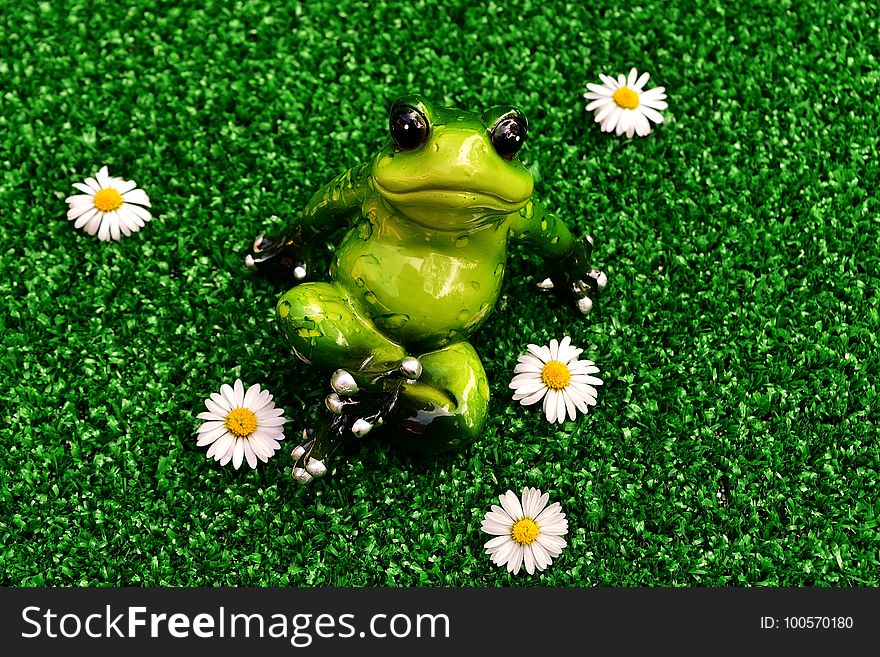 Green, Ranidae, Vertebrate, Frog