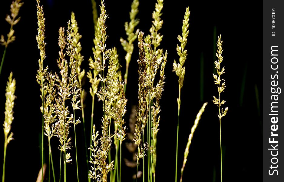Grass Family, Plant, Grass, Food Grain