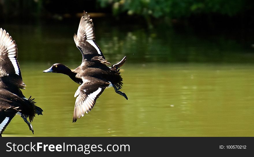 Bird, Duck, Water Bird, Fauna