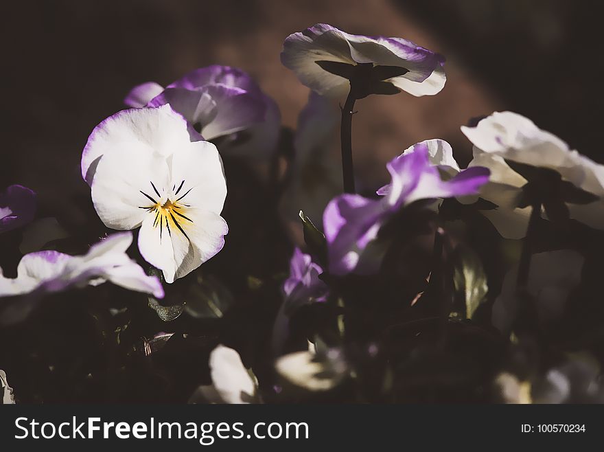 Flower, Violet, Flowering Plant, Plant