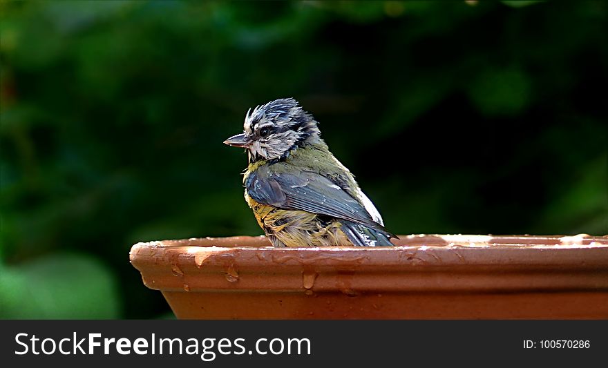 Bird, Beak, Fauna, Perching Bird