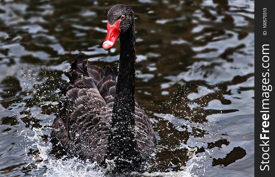 Black Swan, Bird, Water Bird, Ducks Geese And Swans