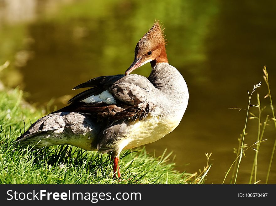 Bird, Duck, Fauna, Water Bird