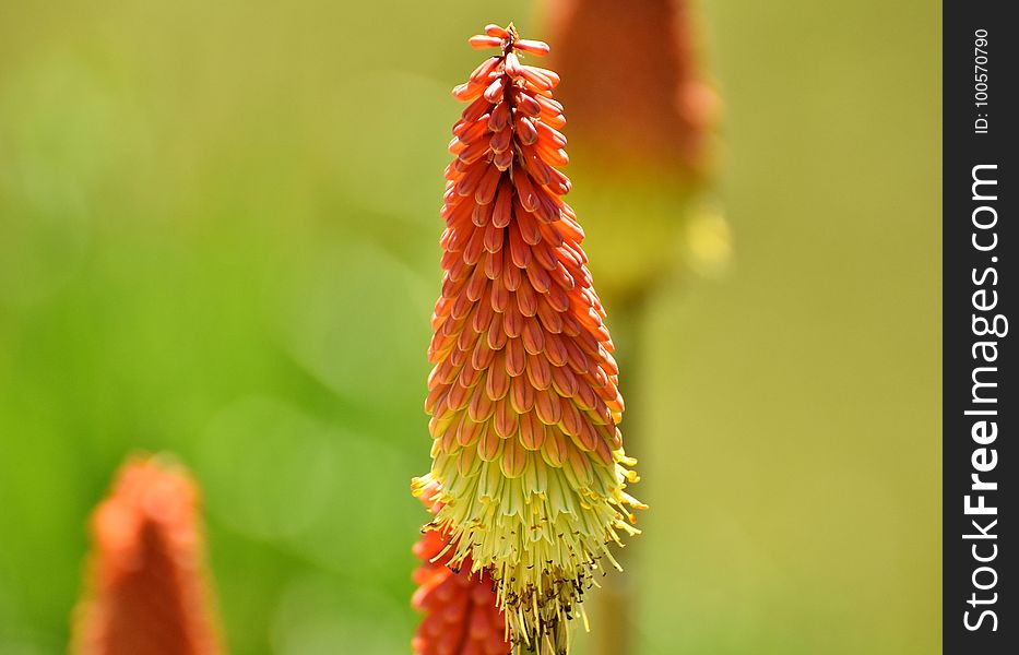 Torch Lily, Flora, Bud, Flower