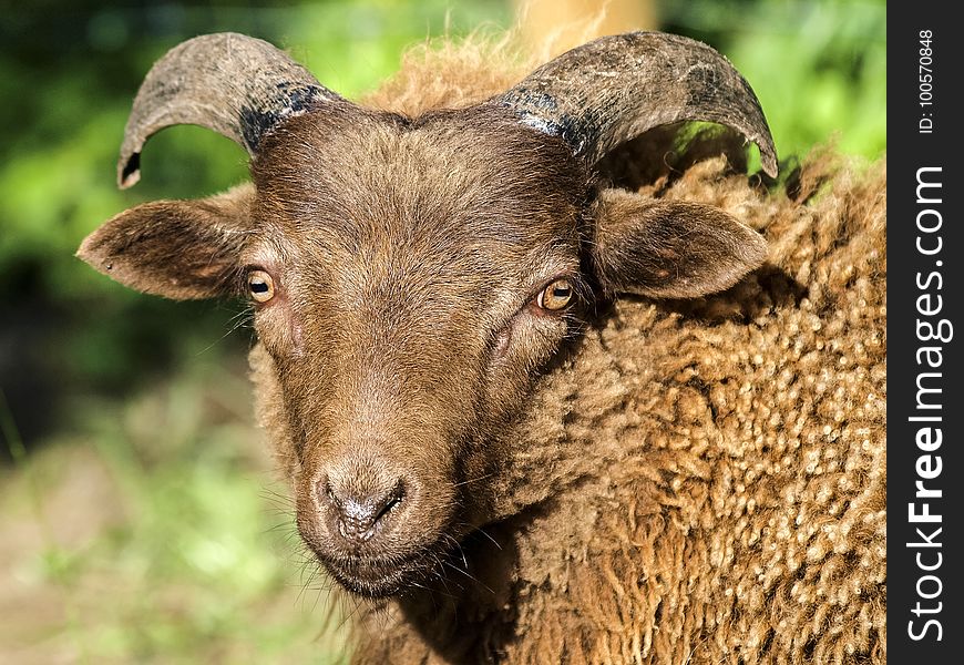 Horn, Sheep, Wildlife, Cow Goat Family