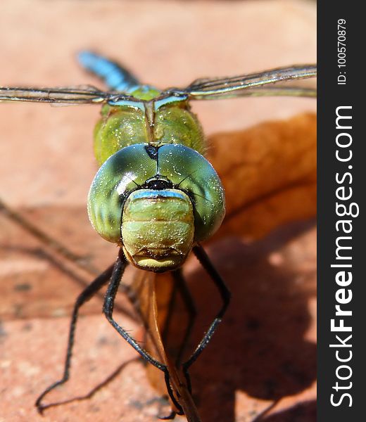 Insect, Invertebrate, Macro Photography, Close Up