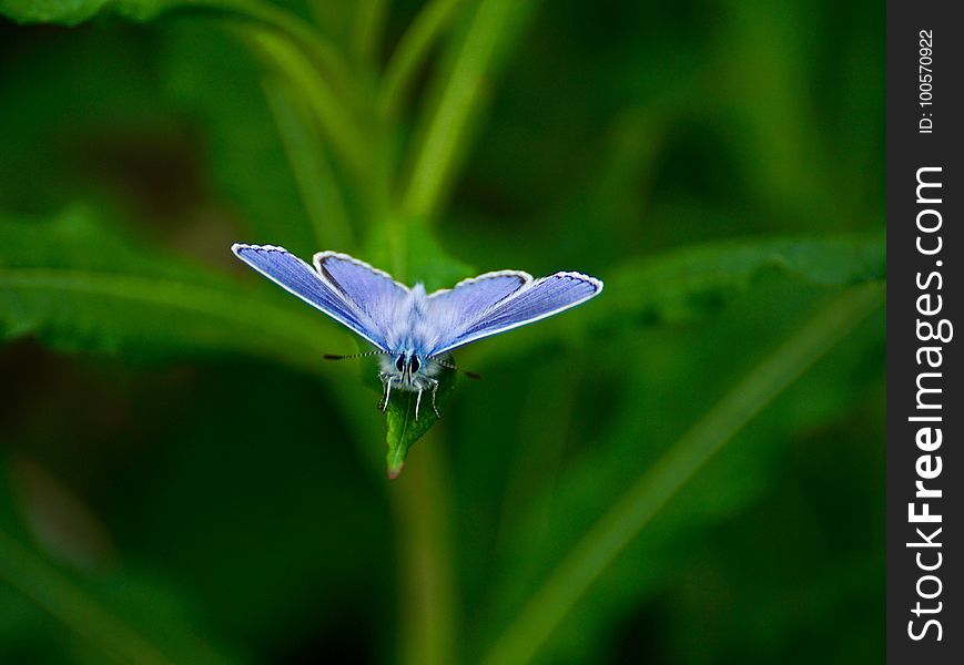Insect, Blue, Moths And Butterflies, Butterfly