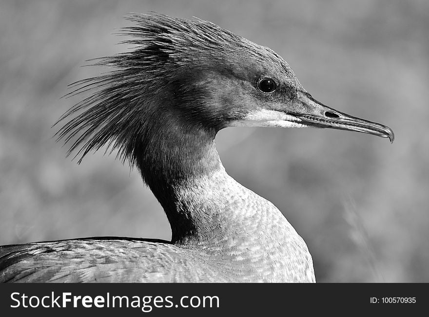 Bird, Beak, Black And White, Fauna