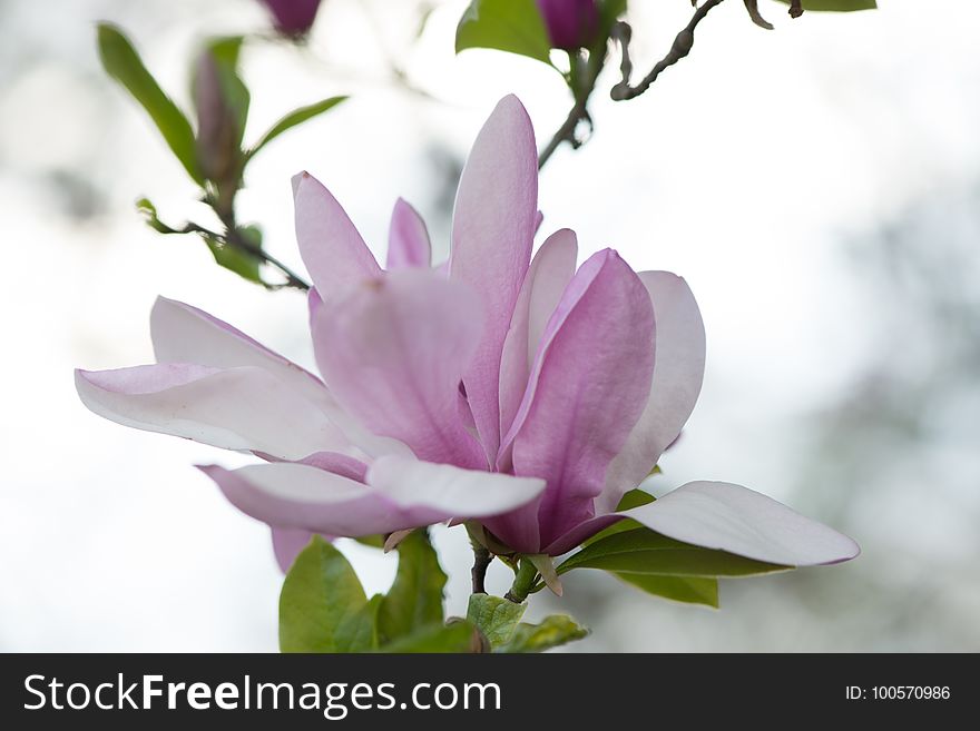 Flower, Plant, Flowering Plant, Flora