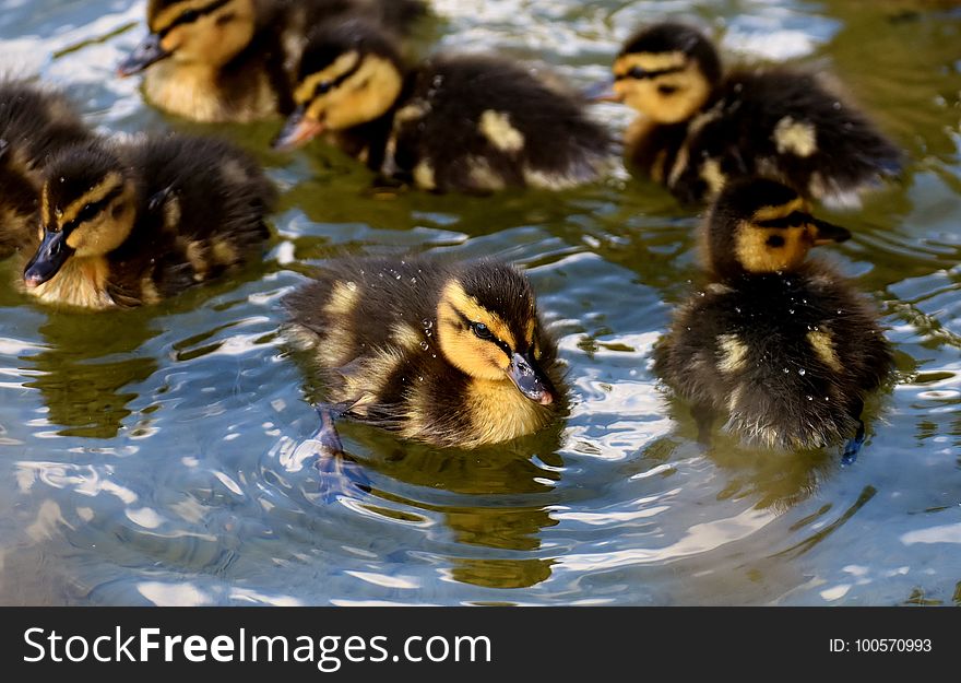 Duck, Bird, Ducks Geese And Swans, Water Bird