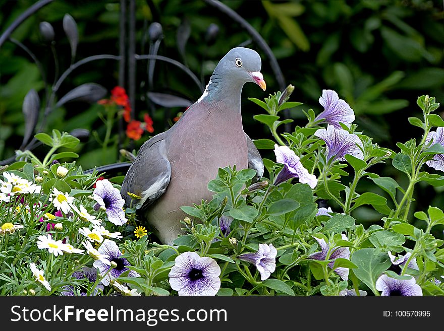 Bird, Plant, Flora, Fauna