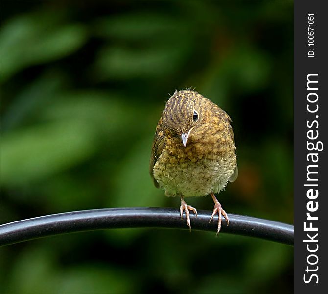 Bird, Beak, Fauna, Wren