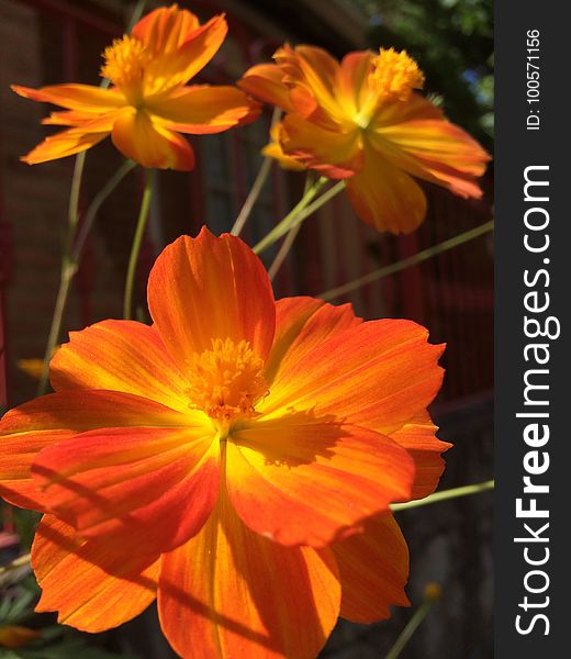 Flower, Yellow, Orange, Flowering Plant